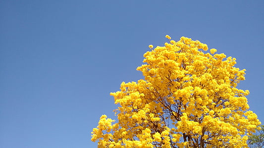 árvore, Ipê, Primavera, amarelo, céu