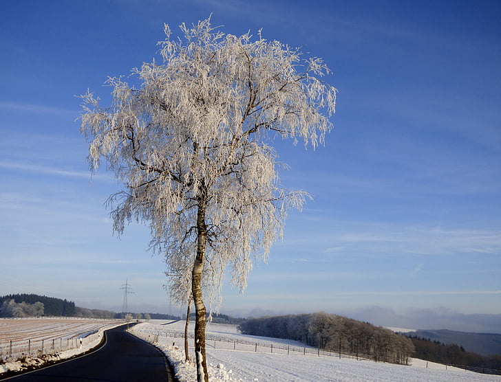 arbre, madures, zing, l'hivern, paisatge d'hivern, neu, natura