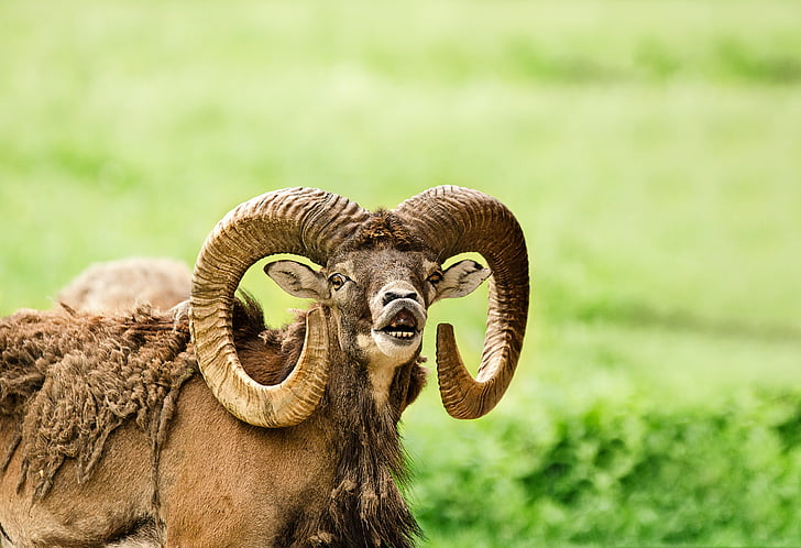 mouflon, wild sheep, bock, horns, paarhufer, mammal, winter fur