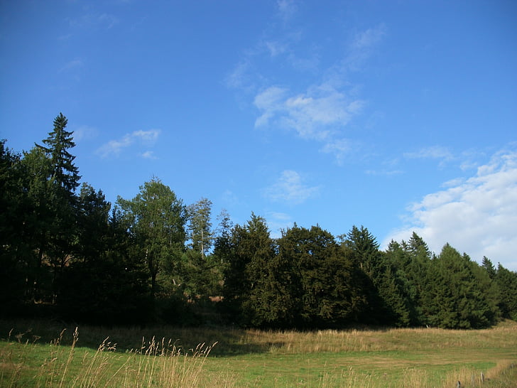 meadow, forest, field, sky, blue, green, clouds