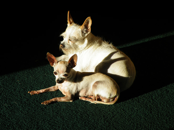 hunde, kæledyr, hvid, sammen, solrig, solbadning, dyr