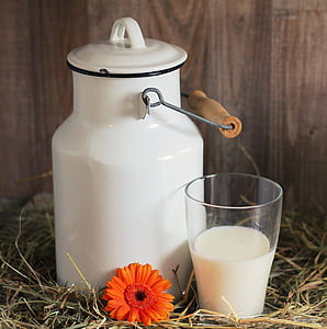 milk can, glass, milk, glass of milk, gerbera, flower, blossom