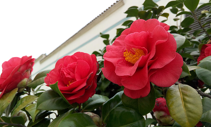 Camellia, rode bloemen
