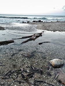 Deniz, kaya Havuzu, kum, dalgaların karaya attığı odun, Shore, Avustralya