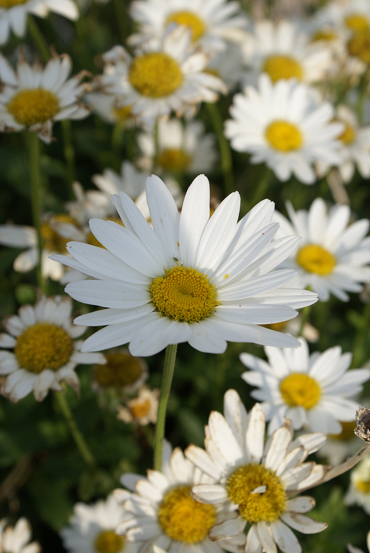 Daisy, Hoa, Thiên nhiên