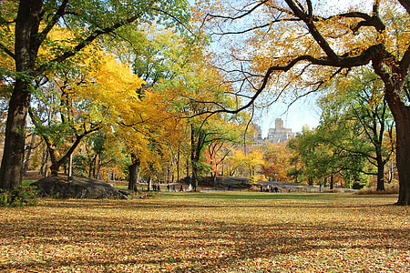 drzewa, Central park, Manhattan, Nowy Jork, upadek, piękno, Park