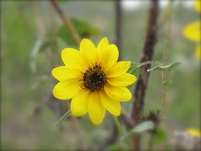 květ, Příroda, květinové, žlutá, závod, léto, okvětní lístek