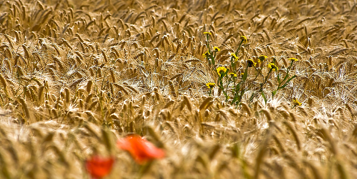 polje kukuruza, klatschmohn, cvijeće, žuta, Crveni, Mak, Mak cvijet