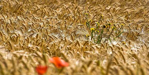 campo de milho, klatschmohn, flores, amarelo, vermelho, Papoila, Flor papoula