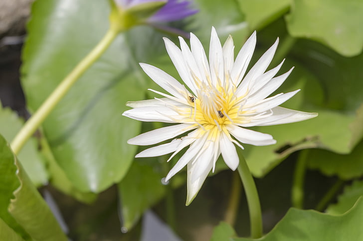 alam, Lotus, bunga, daun Lotus, tanaman air, kelopak bunga, bunga teratai putih
