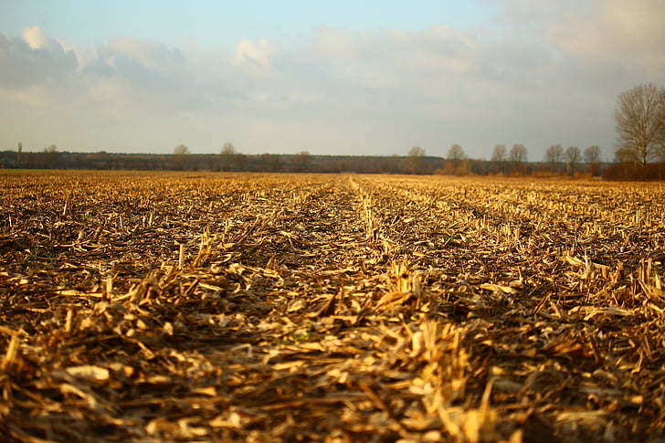 field, arable, corn, harvested, autumn, landscape, agriculture