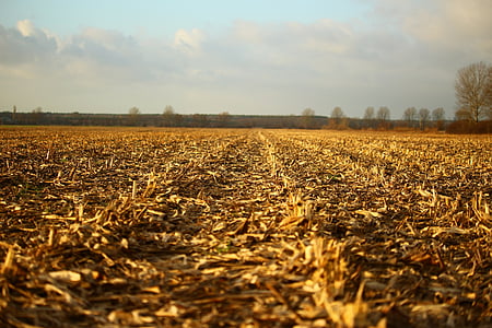 поле, пахотные земли, Кукуруза, урожай, Осень, пейзаж, Сельское хозяйство