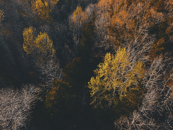 nature, landscape, woods, forest, trees, leaves, aerial