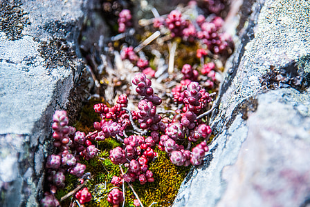 plant, moss, stones, spring, succulent, red, stone