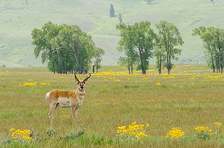 Pronghorn, Buck, dzikich zwierząt, zwierząt, Natura, Prairie, trawa