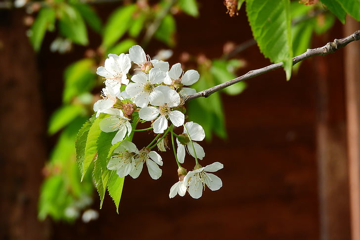 cerise, cerisiers en fleurs, fleur de cerisier, fleur blanche, fleurs blanches, fleur de cerise, cerisier