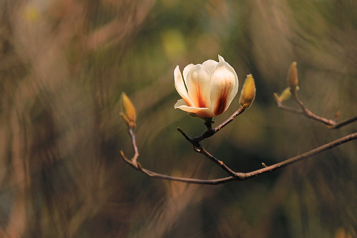 Magnolia, makro, kwiaty