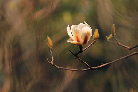 Magnolia, makro, kvety