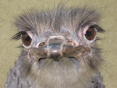 avestruz, close-up, animal-fotografia