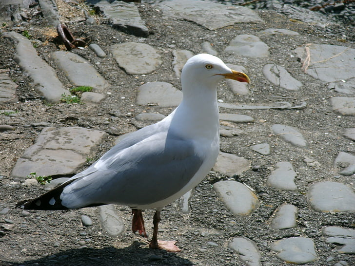 Racek, zvíře, pták