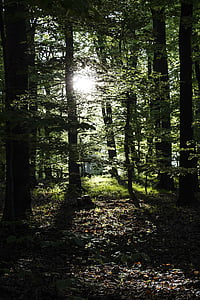 rừng, cây, Thiên nhiên, ánh sáng, màu xanh lá cây, mặt trời, bí ẩn