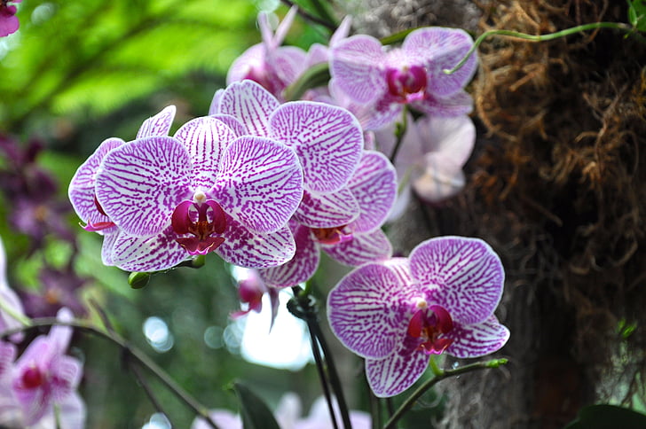 orkideer, blomster, ny botanisk have, natur, Orchid, plante, close-up