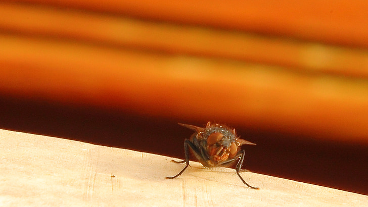 ruồi ở trong nhà, bay, côn trùng, đóng, động vật, vĩ mô, cánh
