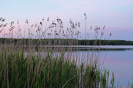 tó, Mecklenburg-Vorpommern, labusseee, alkonyat, naplemente, fű, abendstimmung