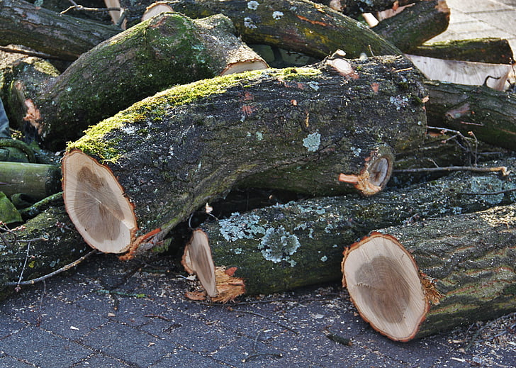troncos de árvore derrubada, madeira, floresta, árvores doentes, tratamento de madeira, como, log de