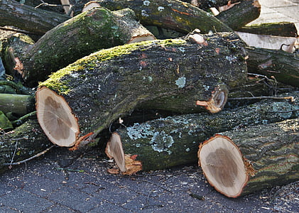 伐採木の幹, 木材, フォレスト, 枯損木, 木工品, という感じで, ログ