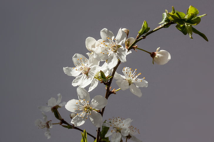 blommor, vit, Mirabelle, Prunus domestica subsp Syrien, gula plommon, underart till plommon, gren