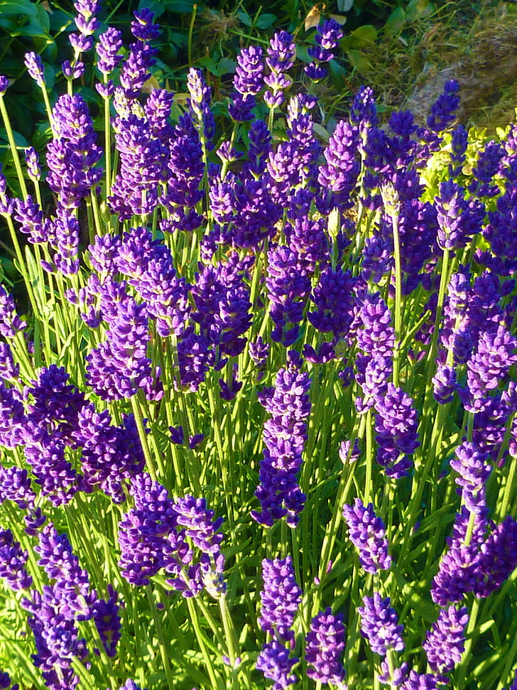 lavender, lilla, garden, summer, green