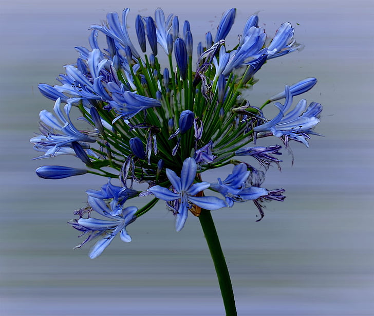 african lily, lily, flower, blossom, bloom, blue, nature