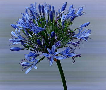 Afriška lilija, Lily, cvet, cvet, cvet, modra, narave