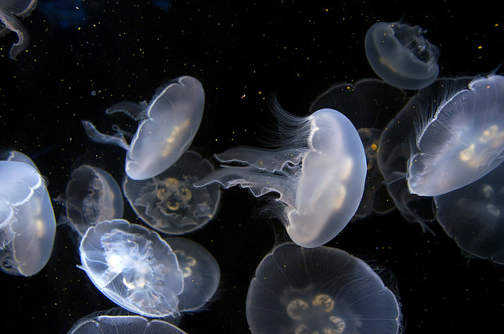 медузи, акваріум, підводний, мирний, море життя, желе, тварини