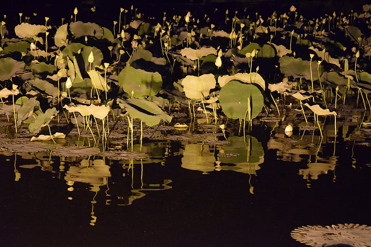 Lotus, Republik korea, Nami, malam, bayangan, di atas air