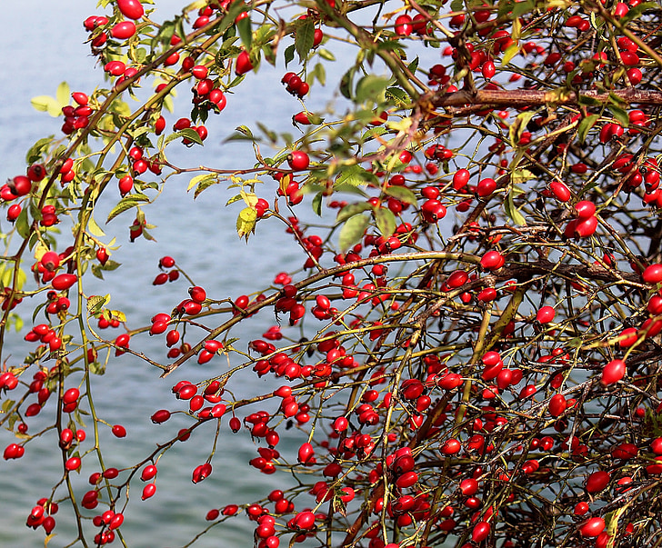 Rose hip, ovoce, Bush, jezero, banka, bobule, červená