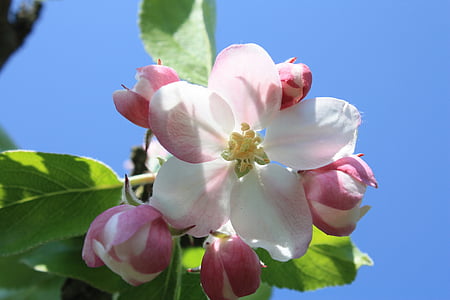 apple blossom, apple tree, blossom, bloom, pink, tree, branch
