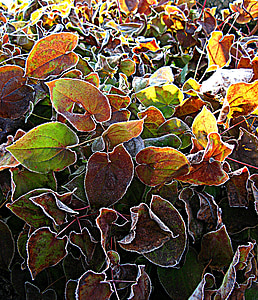 hora da manhã, Epimedium, flor de fada, arbusto, folhas, maduras, deposição de gelo