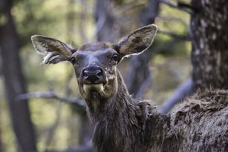 Elk, portrét, podzim, Les, volně žijící zvířata, malebný, Wild