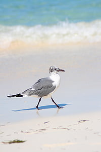 Seagull, meeuw, zee, strand, natuur, aangewaggeld
