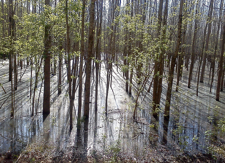 forest, trees, nature, forests, sunbeams, water, sunbeam