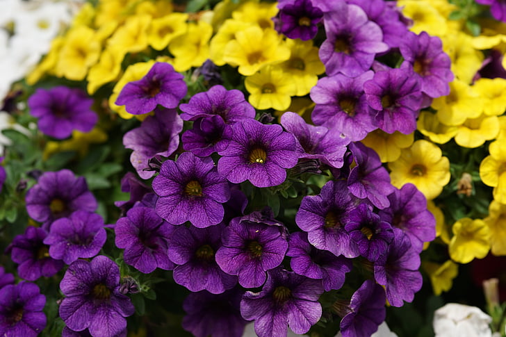 flowers, nature, colorful, plant, purple, flower, beauty in nature