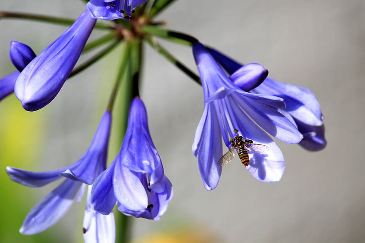 Sláva lilie, květ, Bloom, modrá, hmyz, včela, Lily rodina