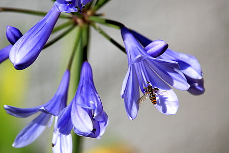 šlovės lelija, žiedų, žydėti, mėlyna, vabzdžių, bičių, Lily šeima