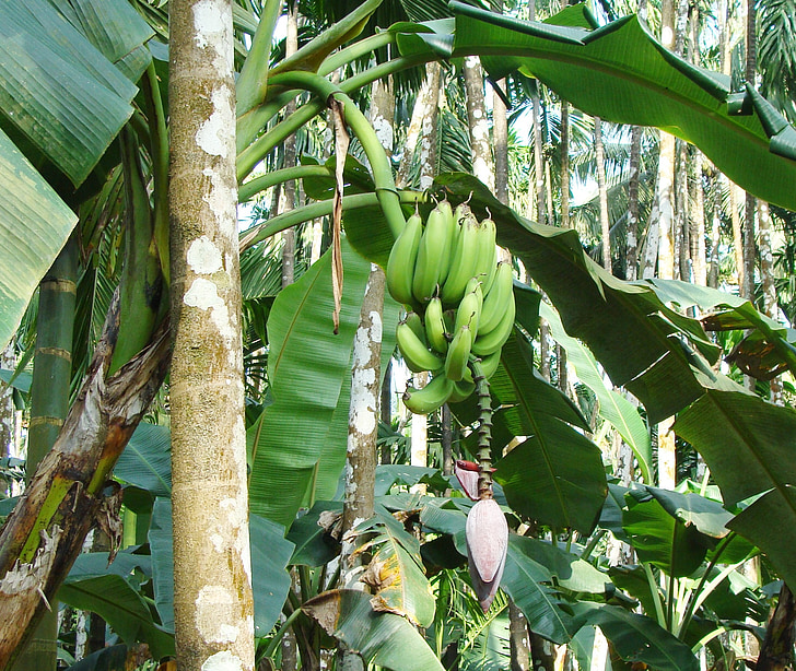 Plantain, grønn, banan, arecanut orchard, malnad, Uttar kannada, India