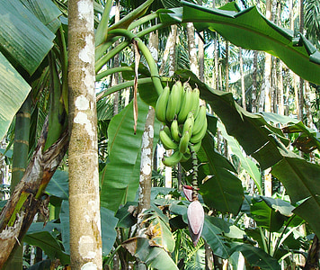 banana da terra, verde, banana, arecanut pomar, Costa, Uttar kannada, Índia