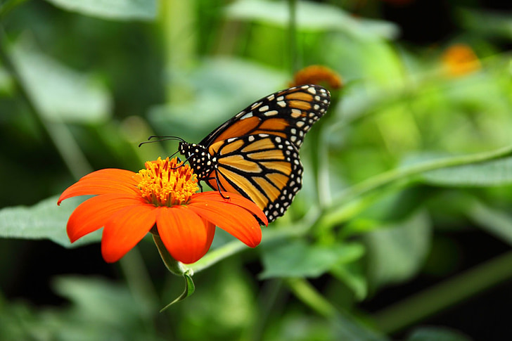 животните, Красив, монарх, пеперуда, едър план, цветни, цвете