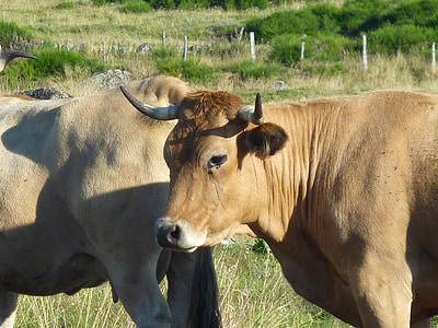 vaches, Aubrac, de reproduction, vache, bétail