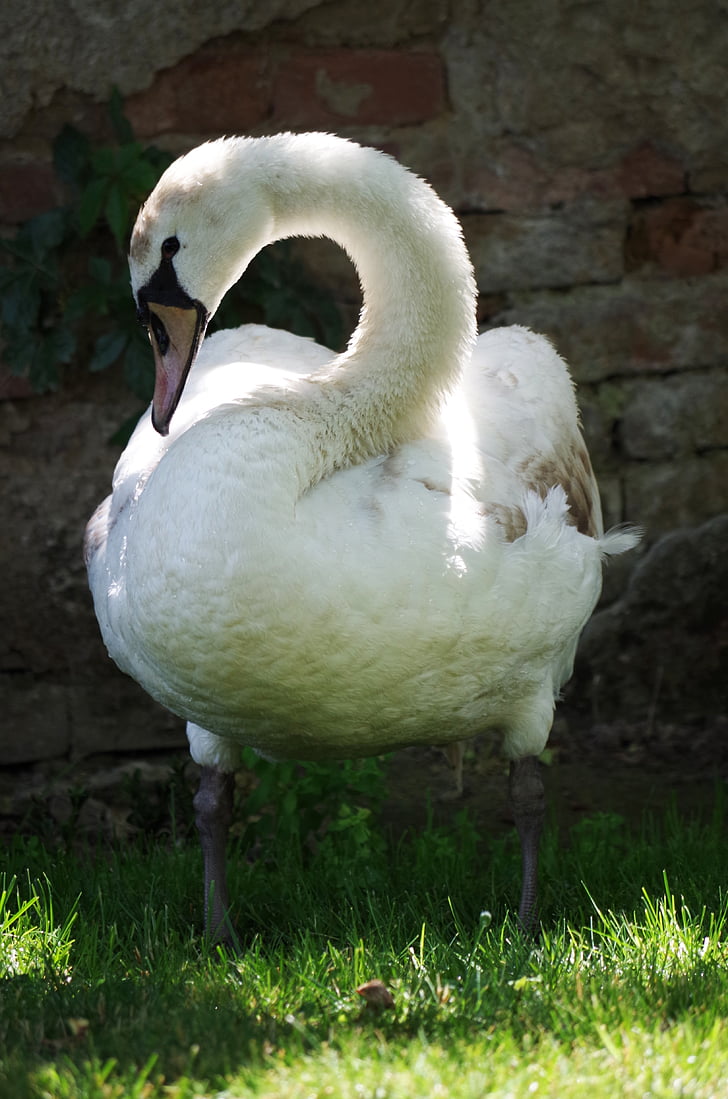 swan, bird, white, aqueous, feathers, beak, animal